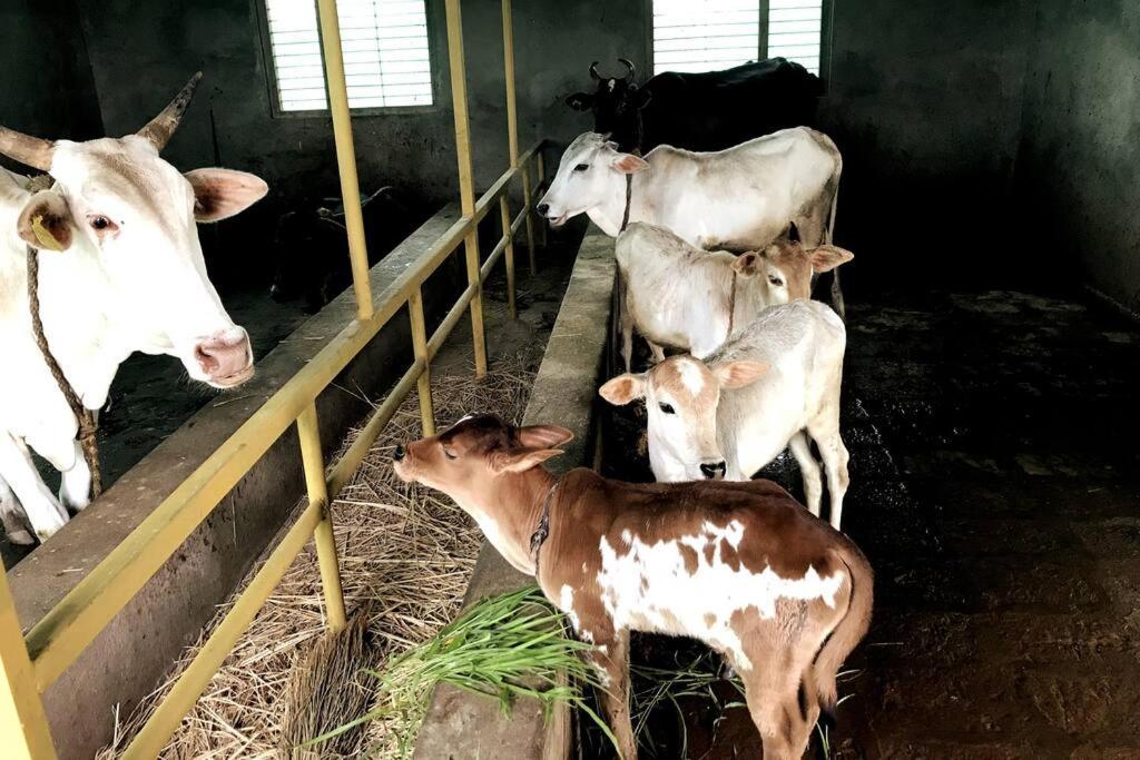 NarsingeMars Jungle Adventure Stud Farm With Private Jacuzzi别墅 外观 照片