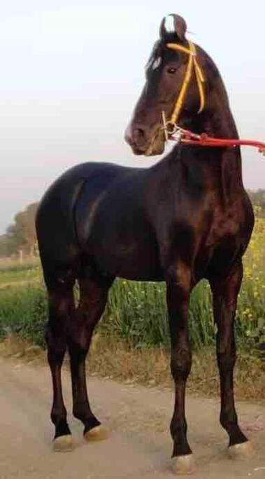 NarsingeMars Jungle Adventure Stud Farm With Private Jacuzzi别墅 外观 照片