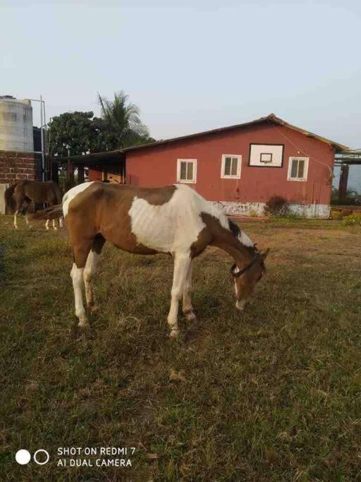NarsingeMars Jungle Adventure Stud Farm With Private Jacuzzi别墅 外观 照片